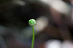 Largeleaf grass of Parnassus